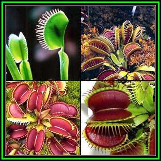 10 Dionaea muscipula Seeds - Venus Fly Trap - Carnivorous - Combined Global Shipping - NEW