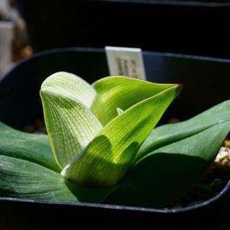 Androcymbium burchellii Seeds - Sow Autumn - Indigenous Perennial Bulb Seeds