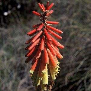 Kniphofia sarmentosa Seeds - Indigenous South African Perennial Bulbous Plant Seeds