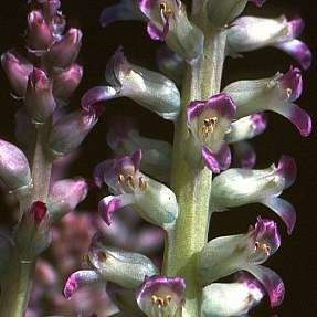 Lachenalia carnosa Indigenous Bulb Seeds - We sell all the seeds for Gardening in South Africa