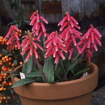 5 Lachenalia rubida Seeds - Indigenous Perennial Bulbous Plant Seeds For Sale in South Africa