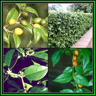 Cassinopsis ilicifolia - 20 Seed Pack - Lemon-thorn or Lemoentjiedoring - Indigenous Shrub - NEW