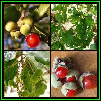 Pappea capensis - 10 Seed Pack - Indigenous Fruit Tree, Jacket Plum, Bushveld Cherry - New