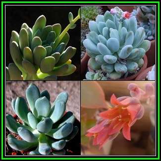 Pachyphytum clavifolia - 50 Seed Pack - Exotic Cold Hardy Succulent - Combined Shipping, NEW