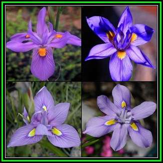 Moraea polystachya - 50 Bulk Seed Pack - Indigenous Perennial Bulb - Combined Global Shipping - New