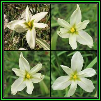 Moraea britteniae - 10 Seed Pack - Indigenous Endemic Perennial Bulb - Global Shipping - New