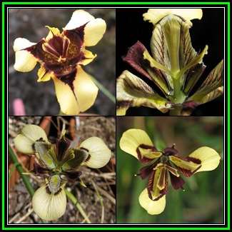 Moraea lurida Seeds - Indigenous South African Endemic Perennial Bulb - New