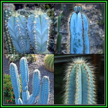 Pilosocereus magnificus Seeds - Exotic Succulent Cactus -Insured Shipping- NEW