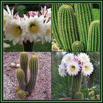 Echinopsis spachiana, Trichocereus spachianus -100 Bulk Seed Pack- Ethnobotanical Cactus Succulent