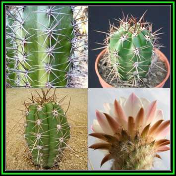Echinopsis terscheckii - 20 Seed Pack - Cactus Succulent - Combined Global Shipping - NEW