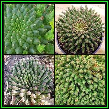 Euphorbia caput-medusae - 20 Seed Pack - Rare Endemic Indigenous Succulent - Combined Shipping, NEW