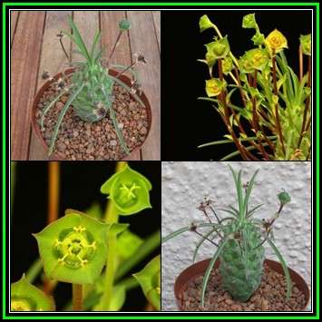 Euphorbia clava - 10 Seed Pack - Rare Endemic Indigenous Succulent - Combined Shipping, NEW