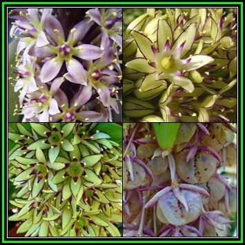 Eucomis bicolor - 10 Seed Pack - Indigenous Perennial Bulb -Combined Global Shipping- New
