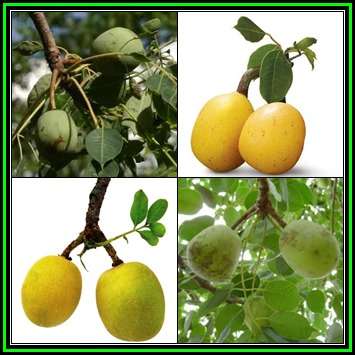 10 Sclerocarya birrea subsp. caffra - Marula Tree Seeds - Indigenous Edible Fruit Medicinal - NEW