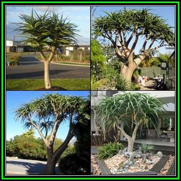Aloe barberae Seeds -Tree Aloe - Indigenous Succulent - Worldwide Shipping, NEW
