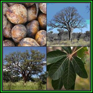 Schinziophyton rautanenii Seeds - Manketti Nut Tree - Indigenous Edible Fruit, NEW