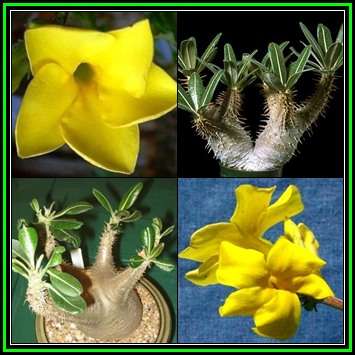 Pachypodium rosulatum cactipes -5 Seed Pack- Madagascan Caudiciform Succulent - Combined Ship - NEW