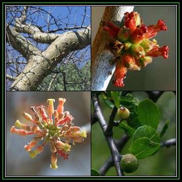 Commiphora glandulosa - Tall Firethorn Corkwood - 10 Seed Pack - Indigenous Caudiciform Tree - New
