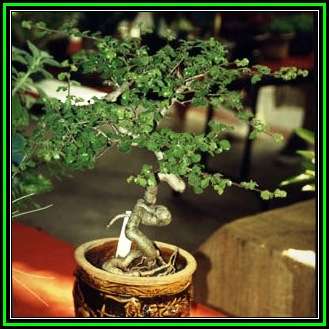 Commiphora africana - African Myrrh - 10 Seed Pack - Indigenous Bonsai Edible Fruit & Roots - New
