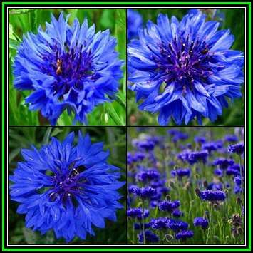 Centaurea cyanus, Tall Blue Boy Seeds - Bachelor Buttons - Annual - Global Shipping - New