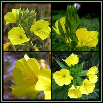 Evening Primrose - Oenothera biennis Seeds - Biennial Edible Medicinal Herb - New