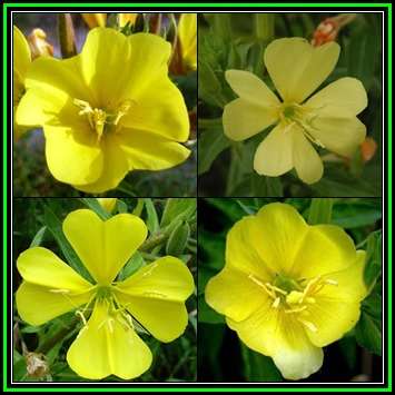 Evening Primrose - Oenothera biennis - 1000 Bulk Seed Pack - Biennial Edible Medicinal Herb - New