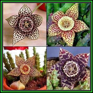 Orbea variegata - 10 Seed Pack - Indigenous South African Stapeliad Succulents - NEW