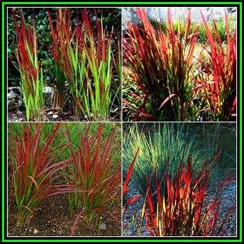 Satintail Grass - Imperata cylindrica Seeds - Ornamental Grass - New