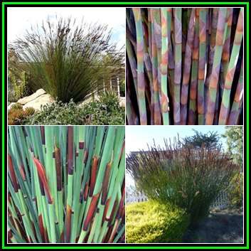 Large Cape Rush - Elegia elephantina Seeds - Endemic Indigenous Ornamental Grass - New