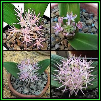 Daubenya alba - 10 Seed Pack - Indigenous Endemic Perennial Bulb -Combined Global Shipping- New