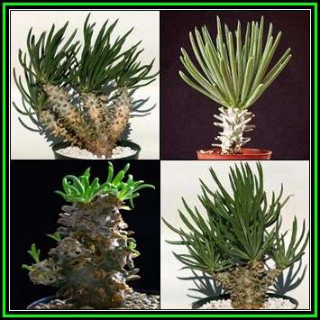 Tylecodon wallichii - 20 Seed Pack - Indigenous South African Endemic Caudiciform Succulent - NEW