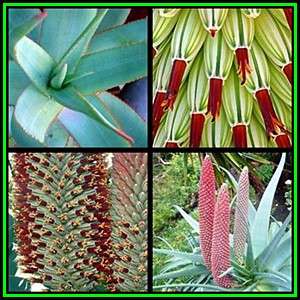 Aloe speciosa Seeds - Tilt-Head Aloe - Indigenous Succulent - Worldwide Shipping, NEW