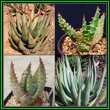 Aloe gerstneri - 10 Seed Pack - Indigenous Aloe Succulent - Worldwide Shipping, NEW