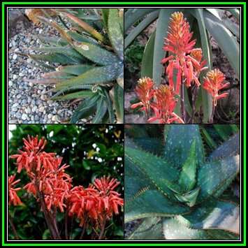 Aloe mudenensis Seeds - Kleinaalwyn - Endemic Indigenous Succulent - Global Shipping, NEW