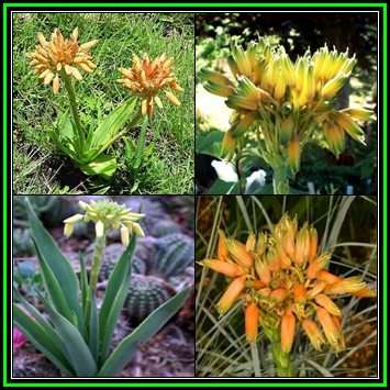 Aloe ecklonis Seeds - Grass Aloe - Endemic Indigenous Succulent + GET FREE SEEDS - NEW