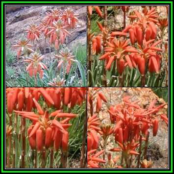 Aloe verecunda -Grass Aloe- 2 Seed Pack - Indigenous South African Succulent -Global Delivery- NEW