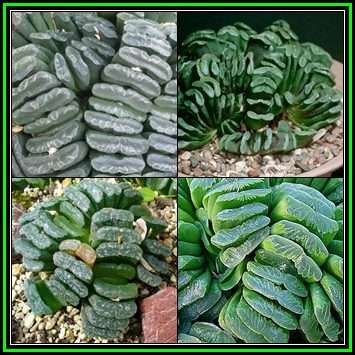 Haworthia truncata Seeds - Indigenous Endemic Succulent - Flat Ship Rate - NEW
