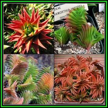 Haworthia viscosa - 5 Seed Pack - Indigenous Endemic Succulent - Flat Ship Rate - NEW