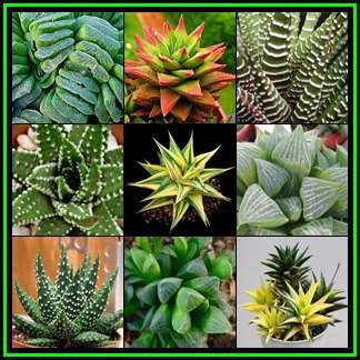 Haworthia Mixed Species - 10 Seed Pack - Indigenous Endemic Succulent - Flat Ship Rate - NEW