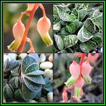 Gasteria bicolor var. liliputana - 3 Seed Pack - Indigenous Endemic Succulent -Flat Ship Rate- NEW