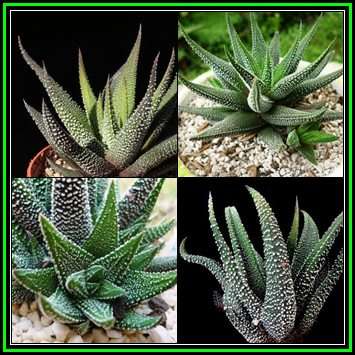 Haworthia attenuata var. radula - 50 Seed Pack - Indigenous Endemic Succulent - NEW