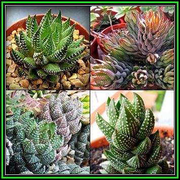 Haworthia coarctata Seeds - Indigenous Endemic Succulent - Combined Global Shipping - NEW