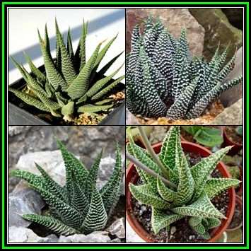 Haworthia minima Seeds - Indigenous Endemic Succulent - Combined Global Shipping - NEW