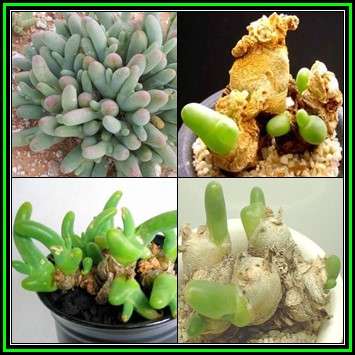 Phyllobolus digitatus, Dactylopsis digitata -10 Seed Pack- Indigenous Succulent -Flat Ship Rate- New