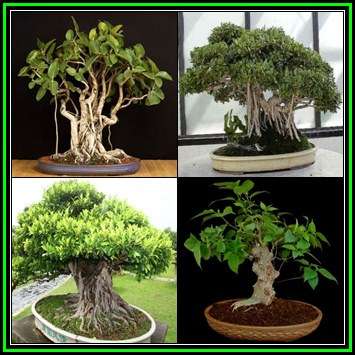Ficus benghalensis, Indian Banyan Fig Tree Bonsai Seeds - NEW