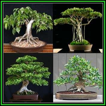Ficus benjamina - Weeping Fig Tree - 50 Seed Pack - Exotic Bonsai - NEW