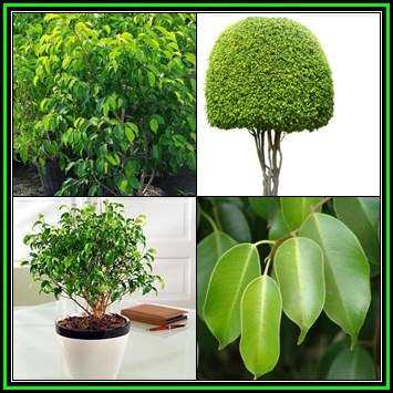 Ficus benjamina - Weeping Fig - 100 Bulk Seed Pack - Exotic Evergreen Tree - NEW