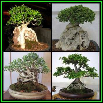 Ficus burtt-davyi - Scrambling Veld Fig Seeds - Indigenous Bonsai - NEW