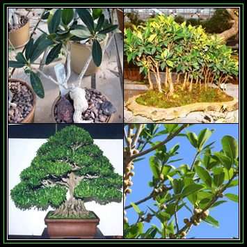 Ficus ilicina - Laurel Fig - 5 Seed Pack - Indigenous Bonsai - NEW