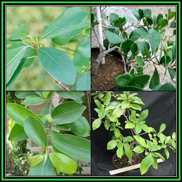Ficus natalensis, Natal Fig Tree, 20 Seed Pack, Indigenous Evergreen Medicinal NEW